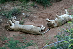 lions gomo gomo IMG_5066.JPG